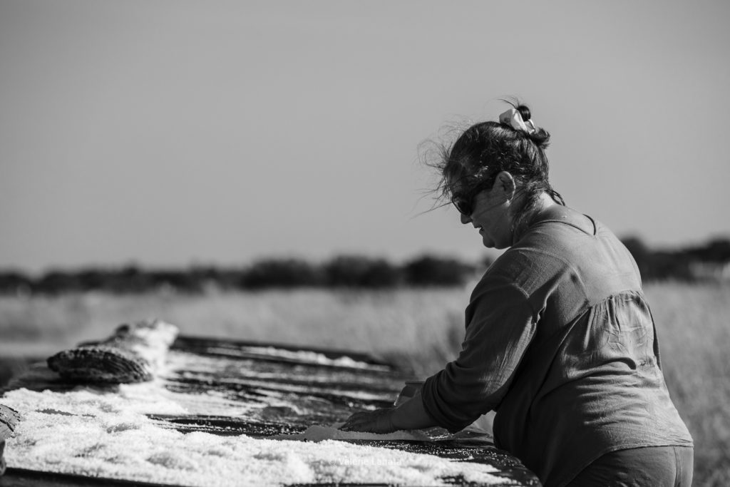 Leur première année en tant que Saulnier. Héléne Guerin helene.guerin3@gmail.com. Marais à coté du marais de la corbe